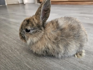 Babykaninchen ( Zwergkaninchen)   ( Junge)