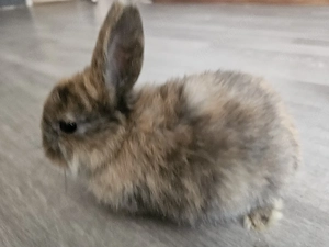 Babykaninchen ( Zwergkaninchen)