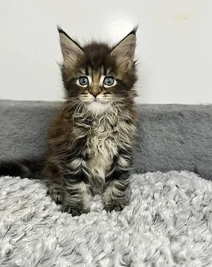 Maine Coon Prinzessin in black tortie