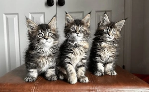 Maine Coon Kitten aus liebevoller Familienaufzucht