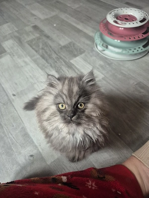 Perser kitten 