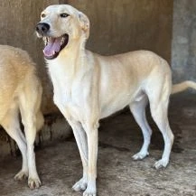 Tamino ca. 50 cm   wird ein treuer Partner