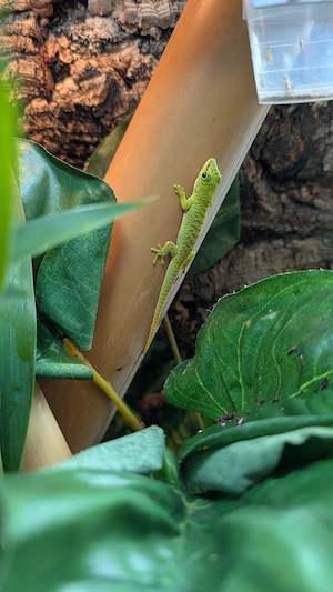 Madagaskar Taggecko, Phelsuma Grandis 