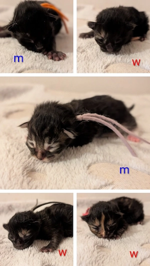 Ragdoll -MaineCoon Mixe und BKH- 75% MaineCoon Mixe suchen ein Zuhause