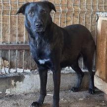 Nigel ca. 46 cm   der Strahlende