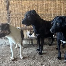 Lisa S ca. 43 cm   geht in der Menge unter Bild 12