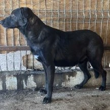 Lisa S ca. 43 cm   geht in der Menge unter Bild 10