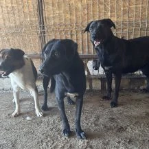 Lisa S ca. 43 cm   geht in der Menge unter Bild 9