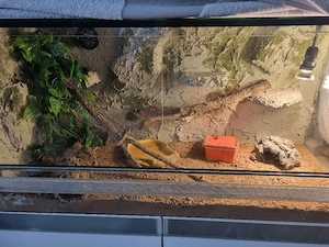 3 Leoparden-Geckos mit Terrarium