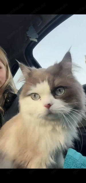 Kater Ghonzo sucht ein liebevolles zuhause 