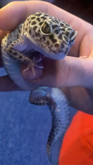 Leopardgecko Black night 0.1