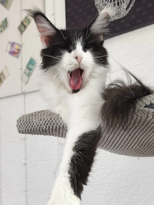 Maine Coon Kätzin mit Stammbaum 