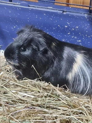 Meerschweinchenmädchen