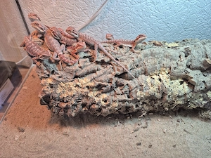 Bartargamen  Pogona vitticeps