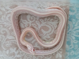 Kornnattern zu verkaufen 