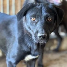 Lisa S ca. 43 cm   geht in der Menge unter Bild 5