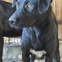 Lisa S ca. 43 cm   geht in der Menge unter Bild 3