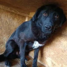 Lisa S ca. 43 cm   geht in der Menge unter Bild 4