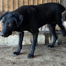 Lisa S ca. 43 cm   geht in der Menge unter Bild 2