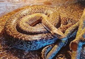 1,0 Tigerpython Granit 4m Burmese Python 