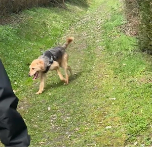 hund sucht zu hause Dringend  Bild 8