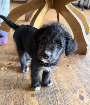 Ein kleiner Rüde sucht ein Zuhause