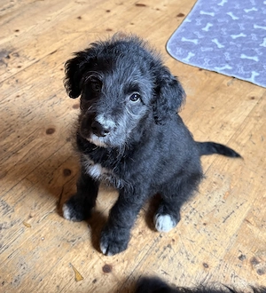 Süße Mischlingswelpen zu verkaufen