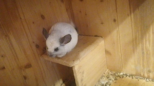 chinchilla 
