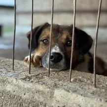 Marlo ca. 40 cm   braucht eine liebevolle Hand