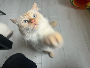 Deckkater Red tabby heilige birma 