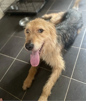 hund sucht zu hause Dringend  Bild 4