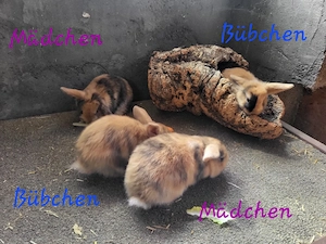 Super süße Zwergwidder Bübchen und Mädchen 