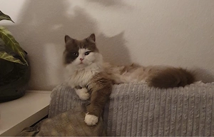 Ghonzo sucht neues Zuhause 