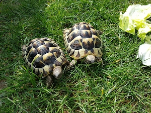 Schildkröten suchen neues Zuhause