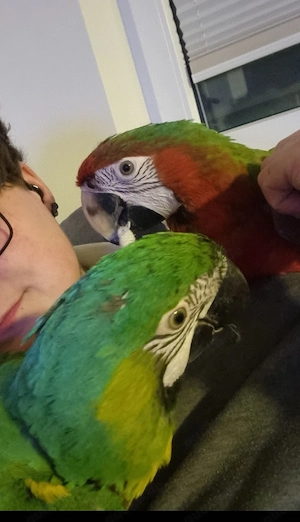 Päärchen Aras abzugeben 