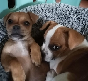 Französische Bulldoggen Yorkie Mix Welpen abzugeben   