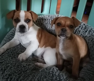 Zuckersüße Französische Bulldoggen Yorkie Mix Welpen abzugeben   