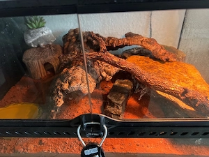 blacknight männchen 