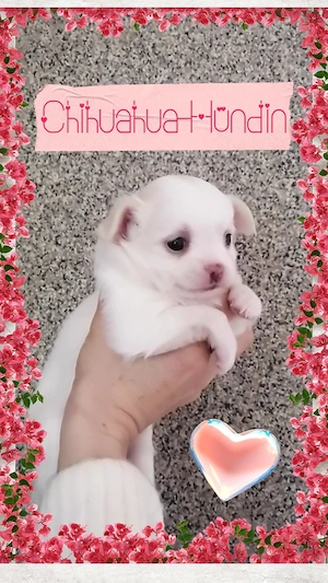 Chihuahua Welpen reinrassig 