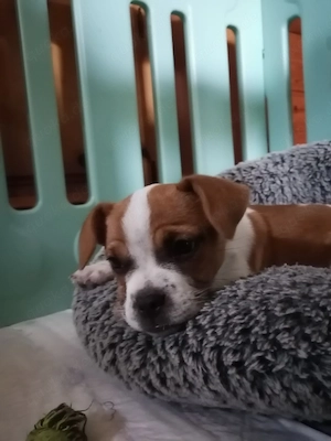 Süße Französische Bulldoggen Yorkie Mix Welpen abzugeben   