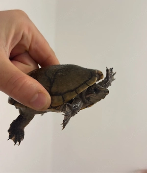 Süße Wasserschildkröte (weiblich, 5 Jahr) sucht neues Zuhause
