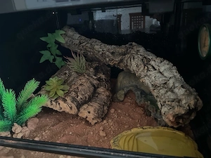 leopardgeckos Bild 3