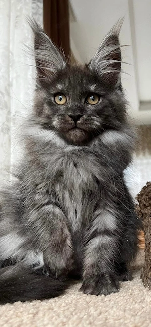 Reinrassige Maine Coon Babys   verschmust & bestens sozialisiert