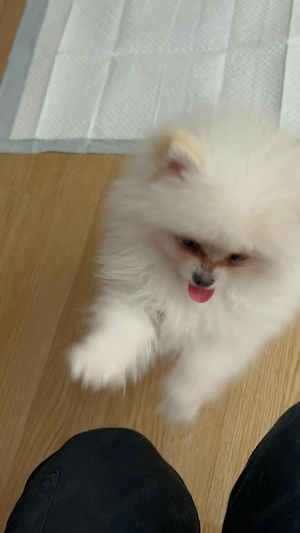  Pomerenien Zwergspitz 