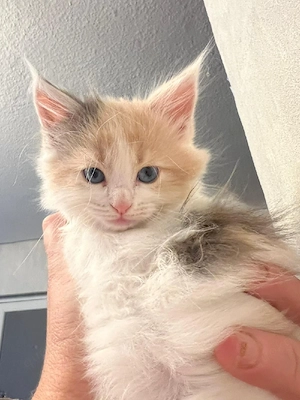 4 wunderschönen reinrassige Maine coon kitten 