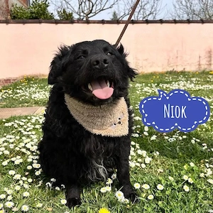 Niok, sanfter und kinderlieber Kroatischer Schäferhund Mischling