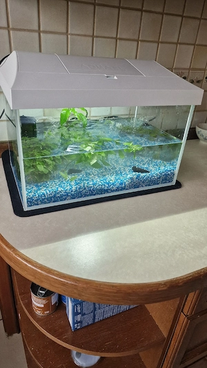 Kleines Aquarium 40 L komplett Set   Aquael   mit Pflanzen & Garnelen