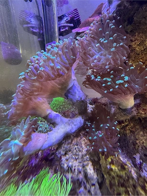 Euphylia mehrfach verzweigt