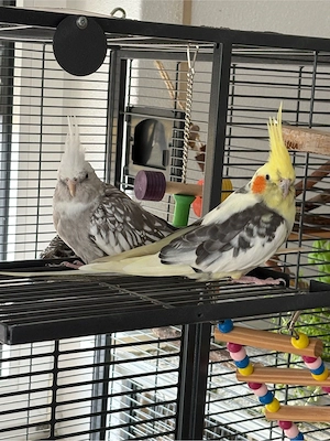 Nymphensittiche unterschiedlichen Alters