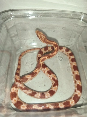 Albino Kornnatter in liebevolle hände zu verkaufen 